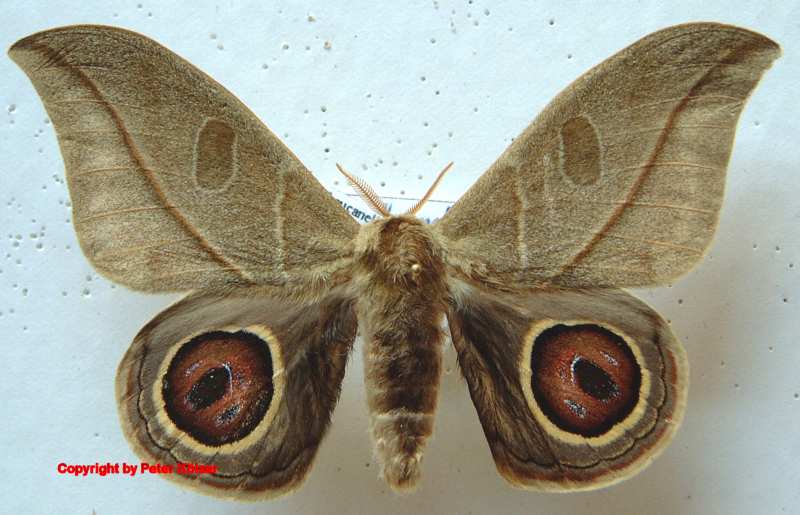 SATURNIIDAE World Homepage für den Saturniidenfreund